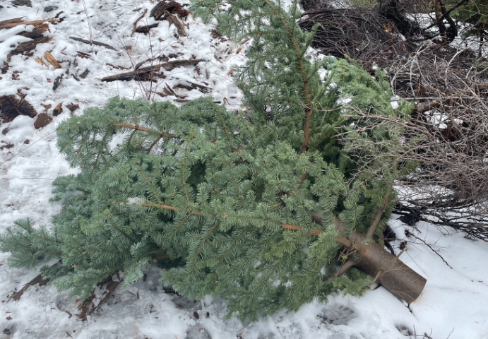 The Taking of a Tree, Partially