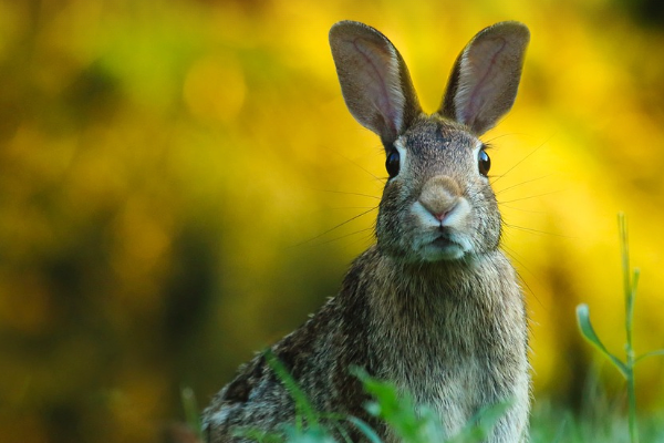 Down the Forensic Audit Rabbit Hole