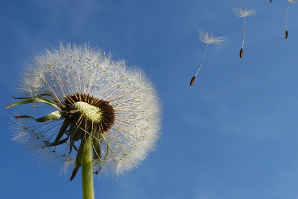 Fire Weather Watch Issued for Lake Tahoe and Truckee Areas on Saturday, August 17th