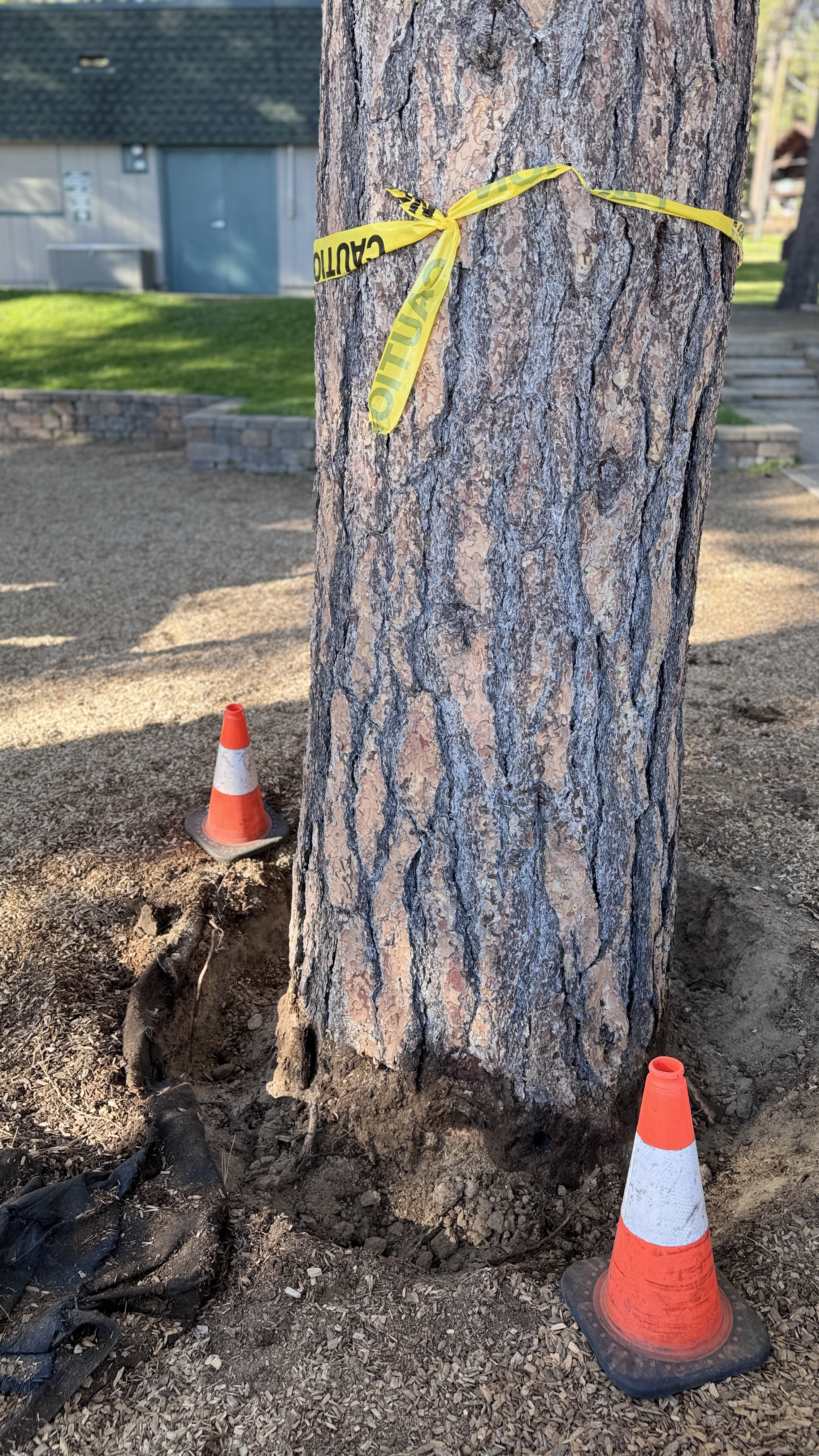 Trees damaged at Burnt Cedar Beach in Incline Village